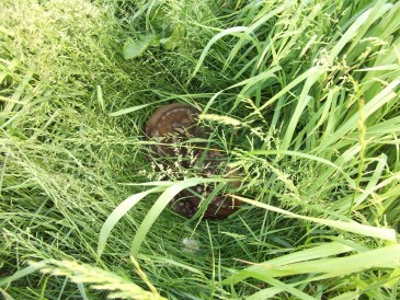 Lente - Reekalfje verscholen in het hoge gras