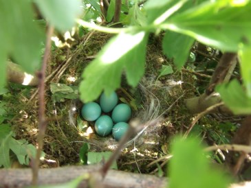 Lente - Diep verscholen in de meidoornhaag: een nestje van de heggemus