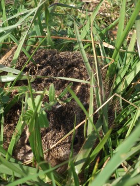 Lente - Jong haasje verscholen in een polletje gras