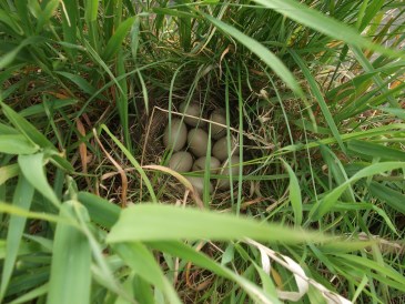 Lente - Nest eendeneieren verscholen in het talud van de waterleiding