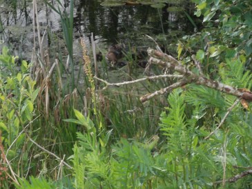 Zomer - Natuurvijver met moeder eend en eendjes