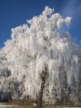 Winter - Een treurberkenboom vol met ijzel
